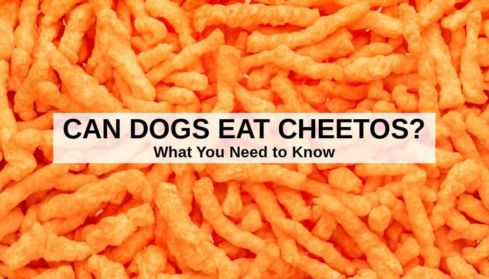 can dogs eat cheeto puffs Hongmeng.Dog